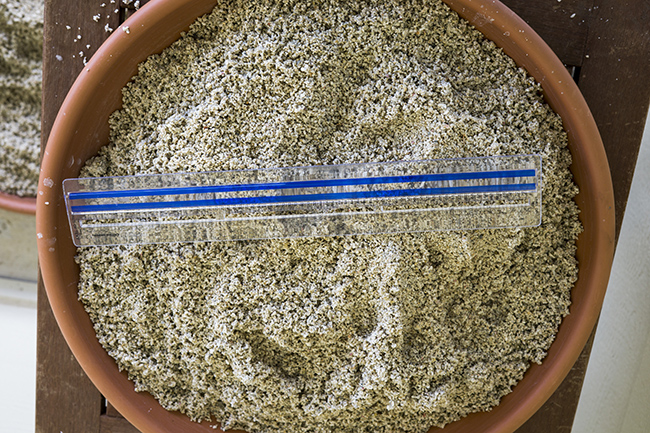 Photograph of CaribSea aragonite special grade sea sand inside a plant pot saucer.